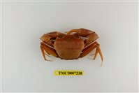 藏品(休氏聲蟹)的圖片